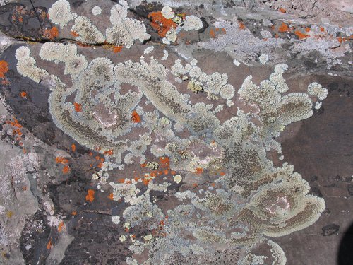Multicolor Lichen
