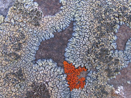 Multicolor Lichen (Detail)