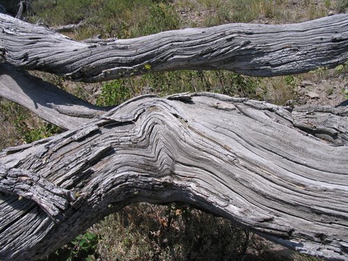 Wood contours