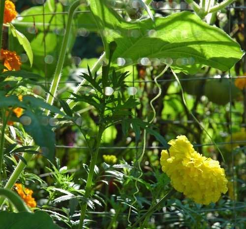 Marigolds and Squash Vine