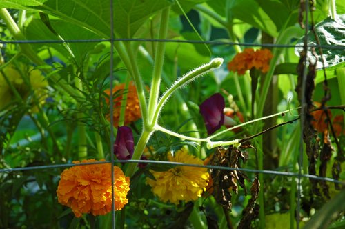 Marigolds and Squash Vine