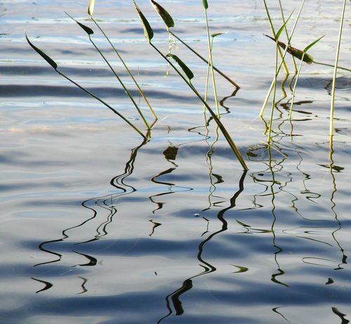 Reed Reflection