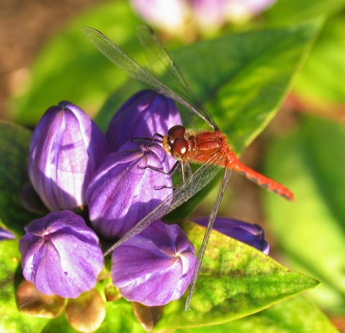 Red Dragonfly on Purple Flowers