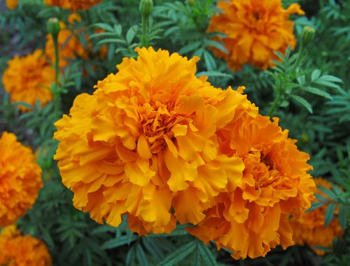Orange Marigolds