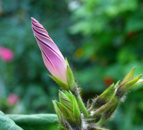 Morning Glory (spiral form)
