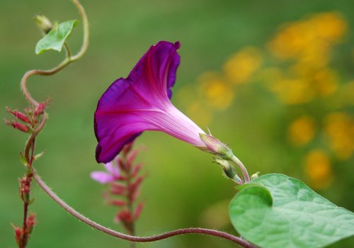 Morning Glory Vine