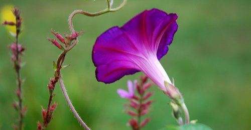 Morning Glory Vine