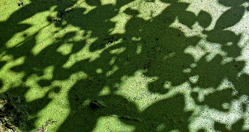 Afternoon Walk (Duckweed pond)
