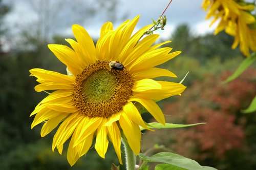 Sunflower and Bee