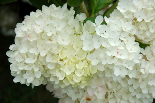Snowball Viburnum