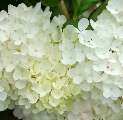 Snowball Viburnum (Detail)