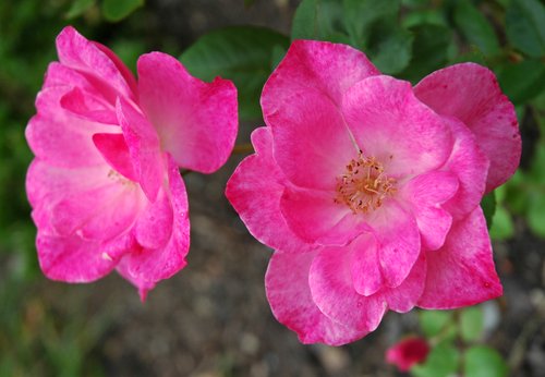 Pink Rose