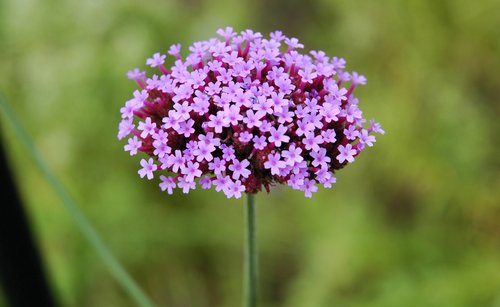 Purple Cluster