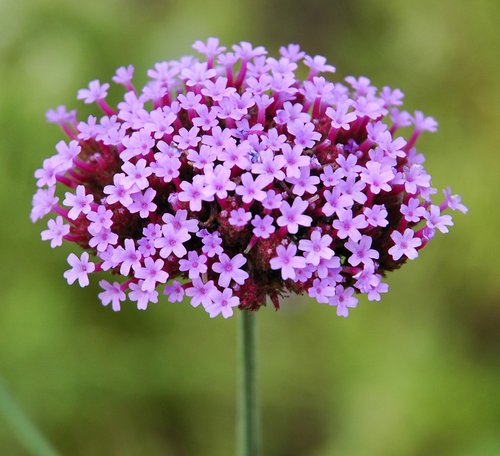 Purple Cluster (Detail)