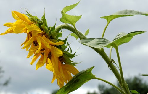 Sunflower (side view)