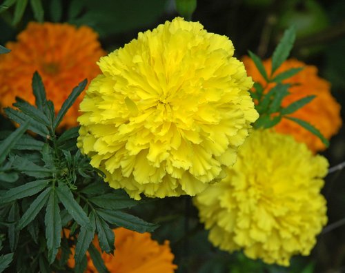 Yellow and Orange Marigold Flowers