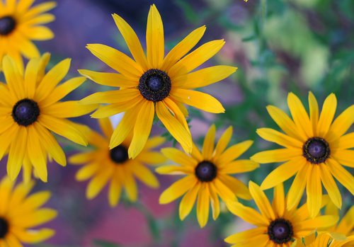 Black Eyed Susans