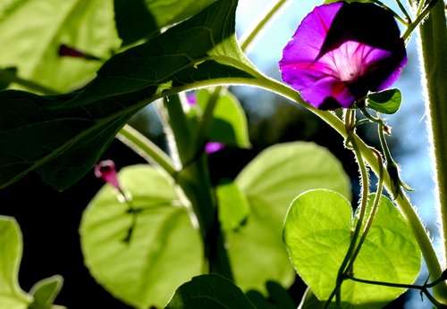 Garden Geometry