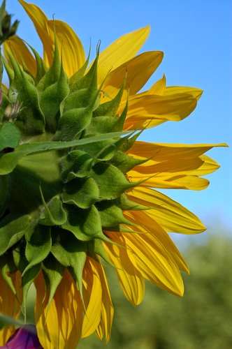 Half Sunflower