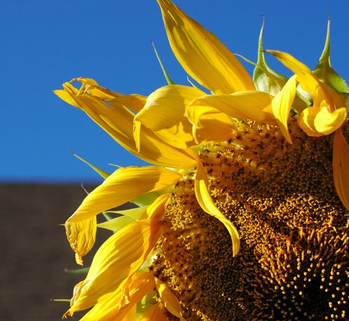 Quarter Sunflower