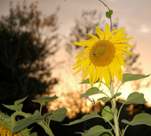 Sunflower at Sunset