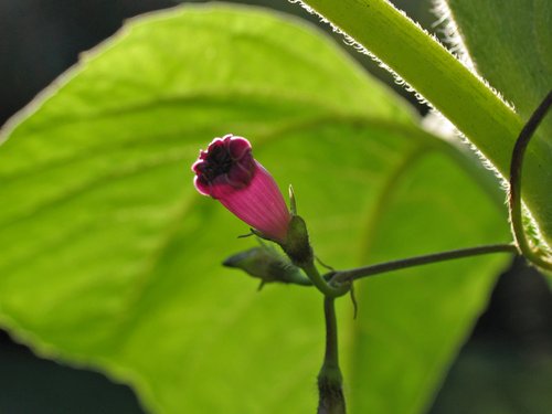 Green Leaf