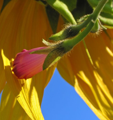 Morning Glory and Sunflower 1
