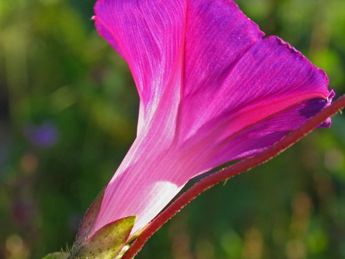 Morning Glory (Macro)