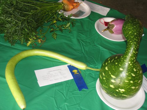 1st Prize Snake Gourd