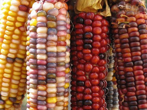 Indian Corn
