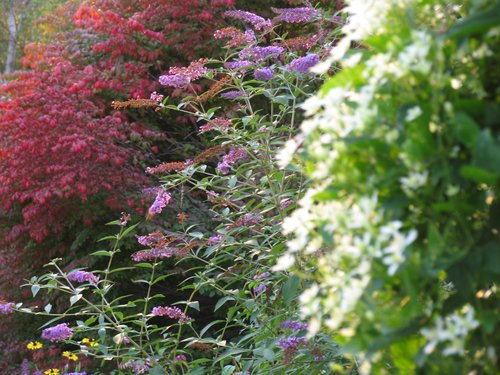 Red White Violet (Blue)
