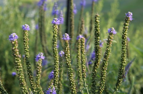 Going to Seed
