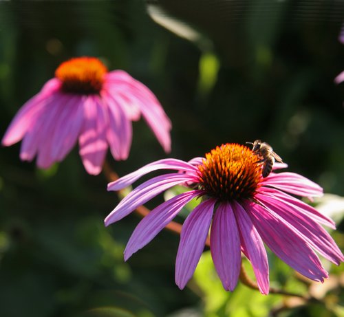 Echinacea Flowers