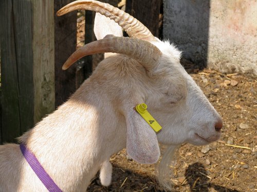 White Goat with Purple Collar