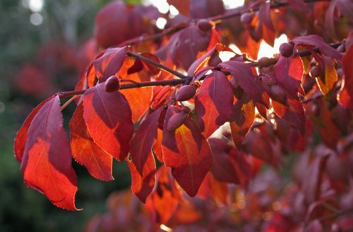 Burning Bush