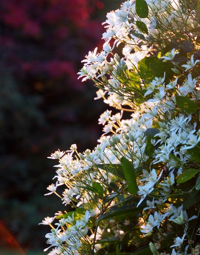 White Clematis Vine