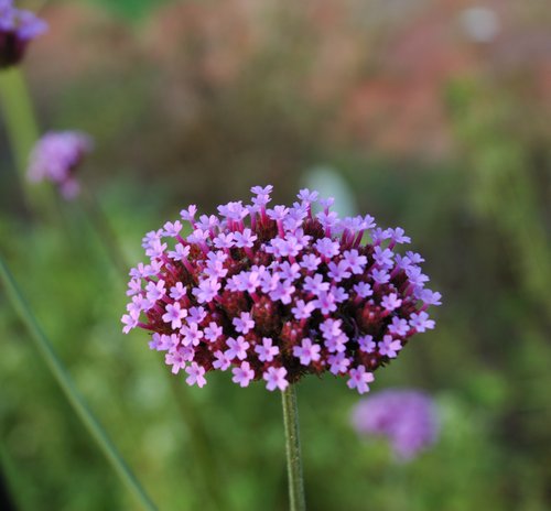 Focus on Color (Nikon Capture NX processing)