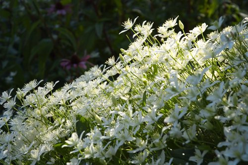 White Clematis (backlight)