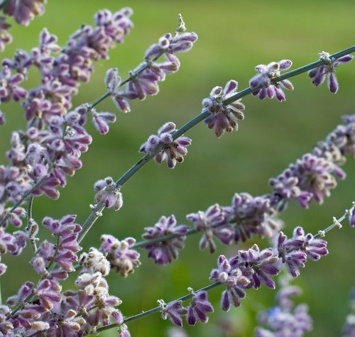 Russian Sage (detail)