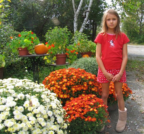 Looking at the Mums