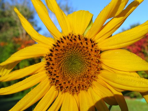 Sunflower