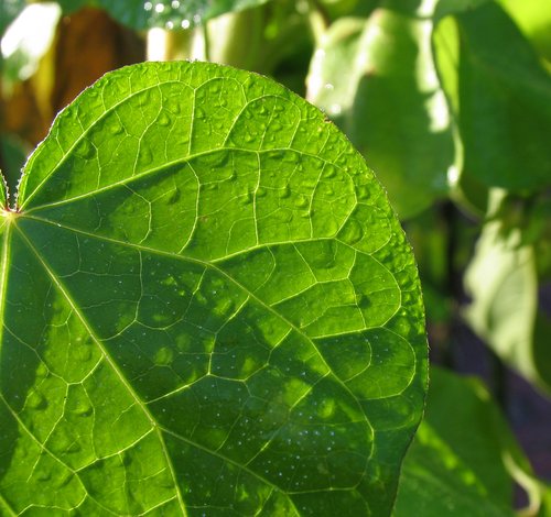 Sunflower Leaf (with dew drops)