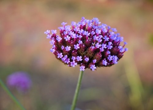 Focus on Color (Adobe Camera Raw)