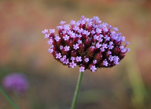 Focus on Color (Nikon Capture NX)