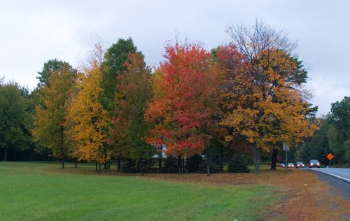Fall Colors (Cloudy Day)