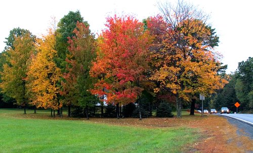 Fall Colors (High contrast, cloudy day)