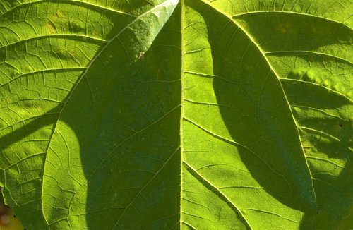 Focus on Color (Green)