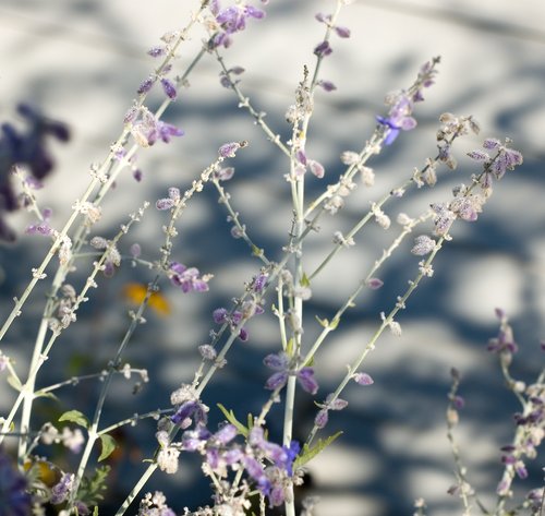 Focus on Color (Light and Shadow)