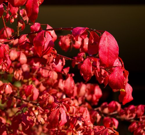 Focus on Color (Red)