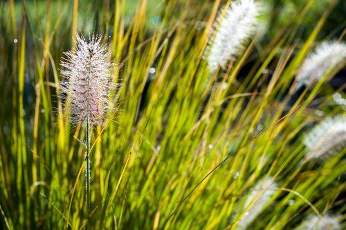 Ornamental Grass